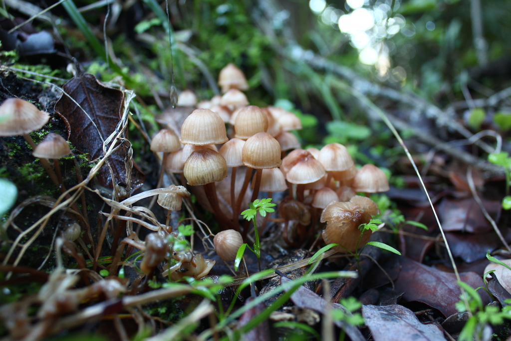 Bleeding Fairy Helmet from Linares, Maule, Chile on June 10, 2021 at 04