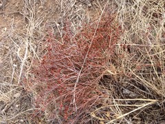 Eriogonum effusum