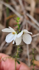 Tetratheca thymifolia