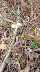 Tetratheca thymifolia