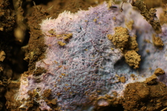 Punctularia atropurpurascens