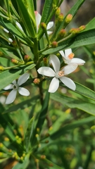 Philotheca myoporoides