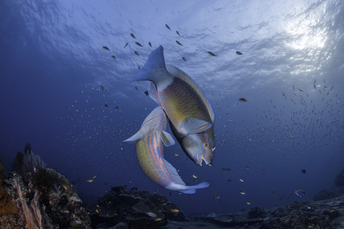 Indian Bullethead Parrotfish — seen at this dive site