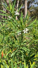 Philotheca myoporoides