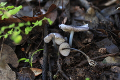 Entoloma
