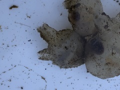 Molgula manhattensis