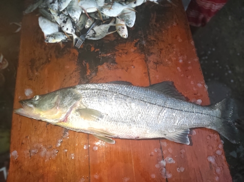 Zwarte snoek (Centropomus nigrescens) — Centropomidae — 5