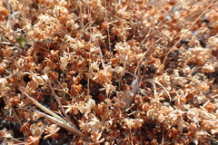 Trifolium dubium