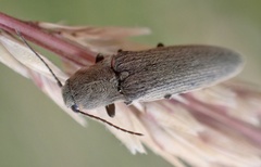 Synaptus filiformis