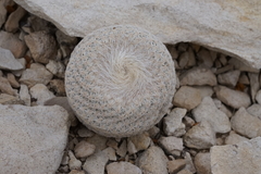 Epithelantha bokei