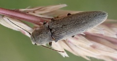 Synaptus filiformis