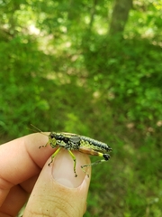 Dendrotettix quercus