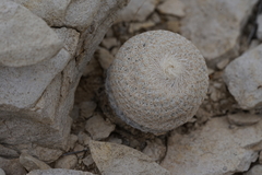 Epithelantha bokei
