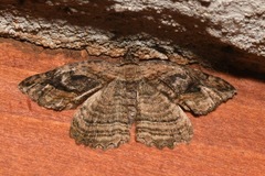 Philereme transversata