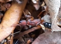 Harpegnathos saltator
