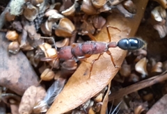 Harpegnathos saltator