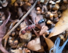 Harpegnathos saltator