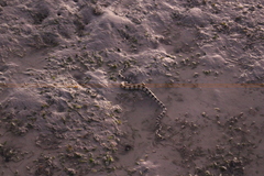 Hydrelaps darwiniensis