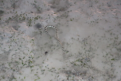 Hydrelaps darwiniensis