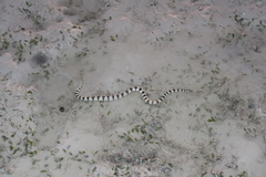 Hydrelaps darwiniensis