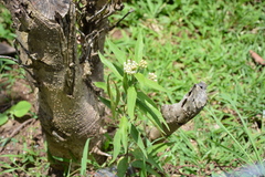 Asclepias nivea