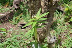 Asclepias nivea