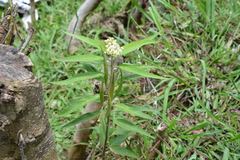 Asclepias nivea