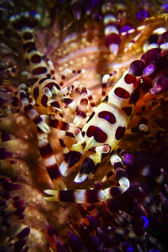 Coleman Shrimp