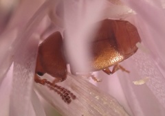 Kateretes pedicularius