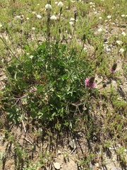 Sidalcea oregana spicata