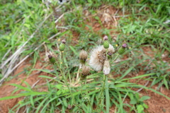 Cirsium mexicanum