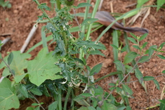 Cirsium mexicanum