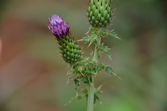 Cirsium mexicanum