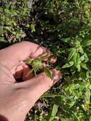 Parietaria pensylvanica