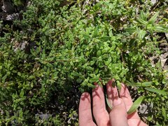 Parietaria pensylvanica