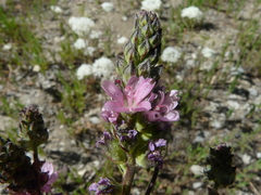 Sidalcea oregana spicata