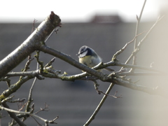 Cyanistes caeruleus