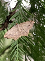 Geometridae