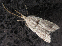 Deltoplastis apostatis