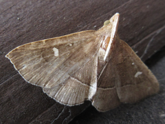 Cidariplura gladiata