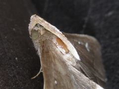 Cidariplura gladiata