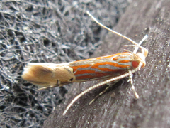 Labdia semicoccinea