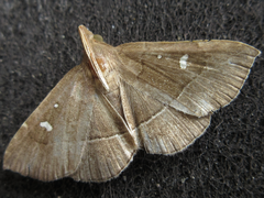 Cidariplura gladiata