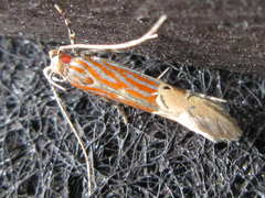Labdia semicoccinea