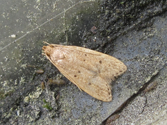 Brachmia modicella