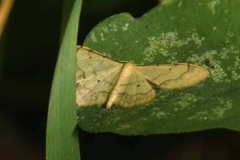 Idaea politaria
