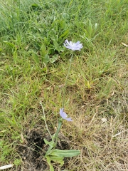 Cichorium intybus