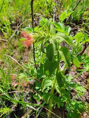 Acalypha punctata
