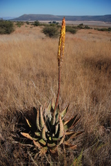 Aloe aculeata