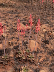 Aloe longibracteata